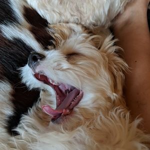 Meet your Posher, Heidi